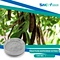 Fructus Sophorae Extract is a natural supplement that may offer a range of potential health benefits.